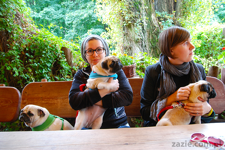 kumok i miszur mopsy pugs bułka buldożek francuski tosia