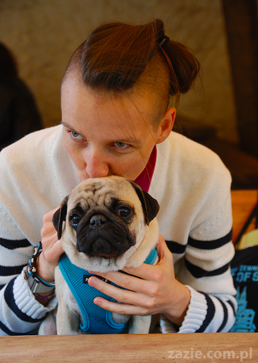 kumok i miszur mopsy pugs bułka buldożek francuski tosia