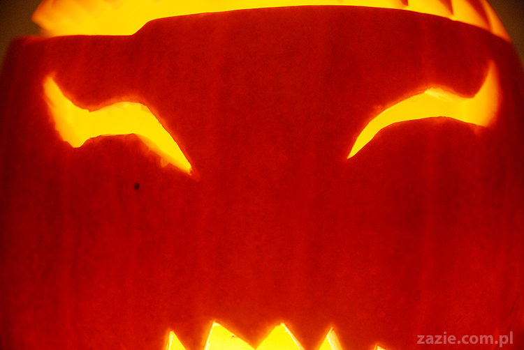 pugs & halloween pumpkin mopsy i dynia na halloween