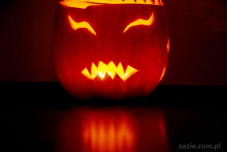 pugs & halloween pumpkin mopsy i dynia na halloween