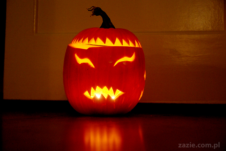 pugs & halloween pumpkin mopsy i dynia na halloween