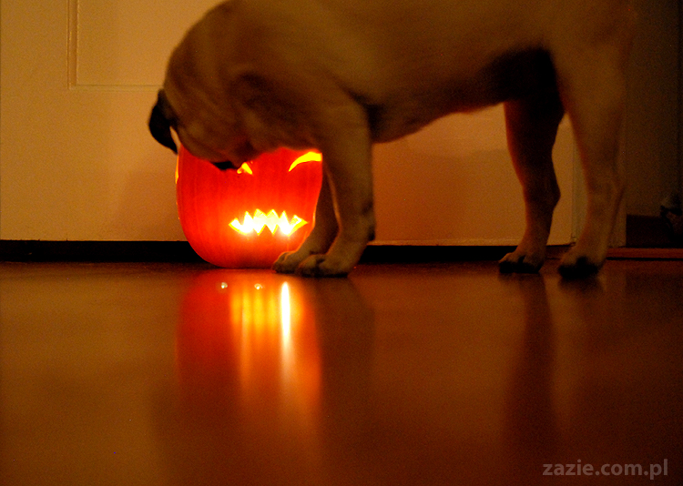 pugs & halloween pumpkin mopsy i dynia na halloween
