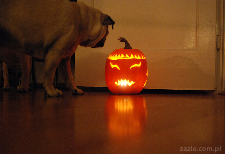 pugs & halloween pumpkin mopsy i dynia na halloween
