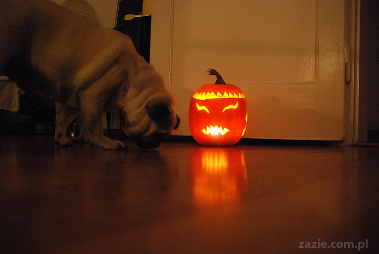 pugs & halloween pumpkin mopsy i dynia na halloween