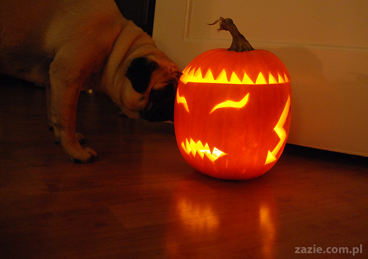 pugs & halloween pumpkin mopsy i dynia na halloween