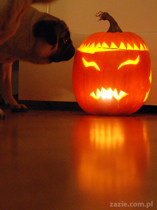 pugs & halloween pumpkin mopsy i dynia na halloween