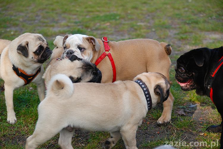 mops mopsy pugs Jesienne Warszawskie Spotkanie Mopsiarzy 2011 Forty Bema Miszur Kumok
