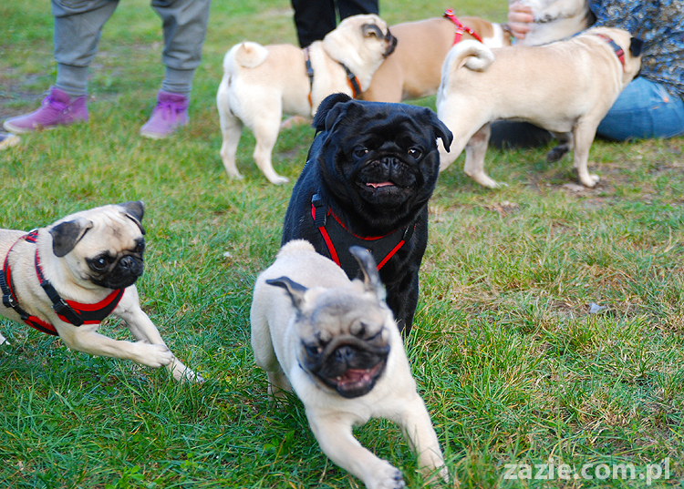 mops mopsy pugs Jesienne Warszawskie Spotkanie Mopsiarzy 2011 Forty Bema Miszur Kumok
