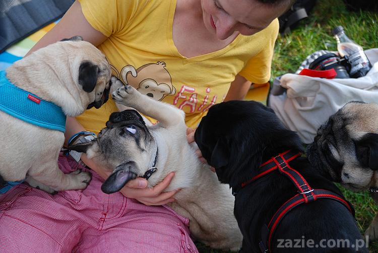 mops mopsy pugs Jesienne Warszawskie Spotkanie Mopsiarzy 2011 Forty Bema Miszur Kumok