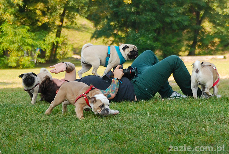 mops mopsy pugs Jesienne Warszawskie Spotkanie Mopsiarzy 2011 Forty Bema Miszur Kumok