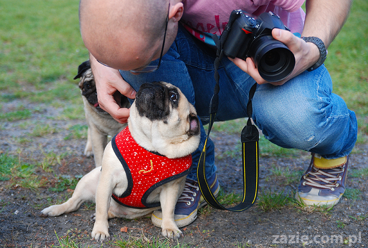 mops mopsy pugs Jesienne Warszawskie Spotkanie Mopsiarzy 2011 Forty Bema Miszur Kumok