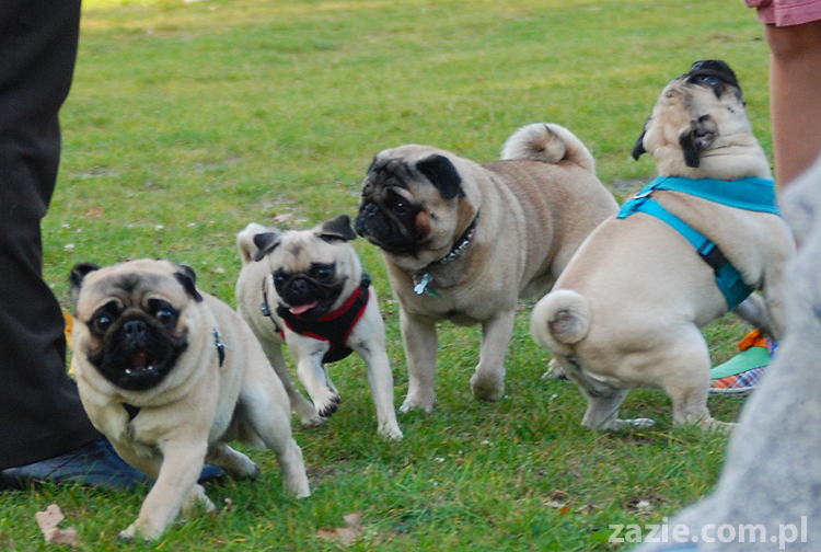 mops mopsy pugs Jesienne Warszawskie Spotkanie Mopsiarzy 2011 Forty Bema Miszur Kumok
