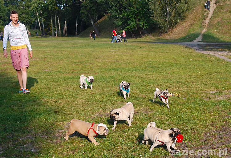 mops mopsy pugs Jesienne Warszawskie Spotkanie Mopsiarzy 2011 Forty Bema Miszur Kumok