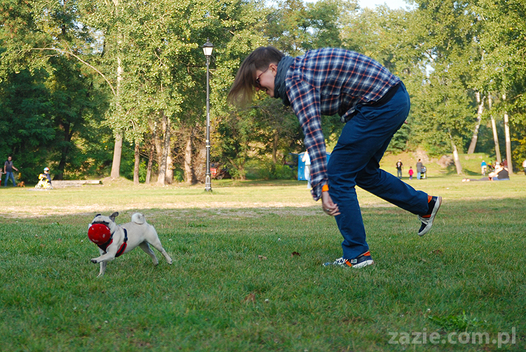 mops mopsy pugs Jesienne Warszawskie Spotkanie Mopsiarzy 2011 Forty Bema Miszur Kumok