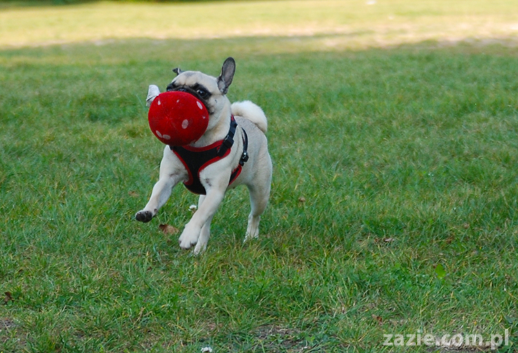 mops mopsy pugs Jesienne Warszawskie Spotkanie Mopsiarzy 2011 Forty Bema Miszur Kumok