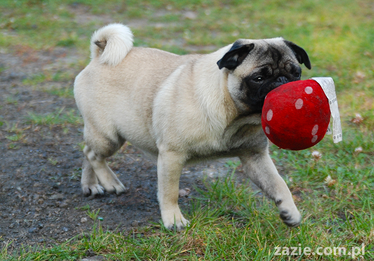 mops mopsy pugs Jesienne Warszawskie Spotkanie Mopsiarzy 2011 Forty Bema Miszur Kumok