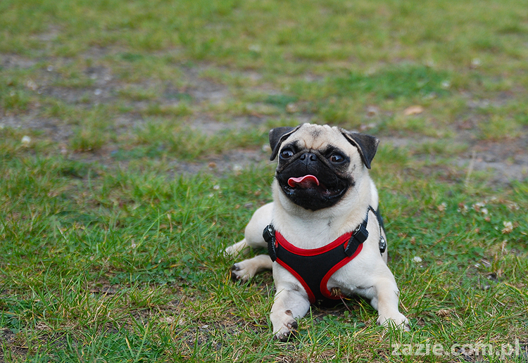 mops mopsy pugs Jesienne Warszawskie Spotkanie Mopsiarzy 2011 Forty Bema Miszur Kumok