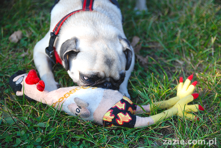 mops mopsy pugs Jesienne Warszawskie Spotkanie Mopsiarzy 2011 Forty Bema Miszur Kumok