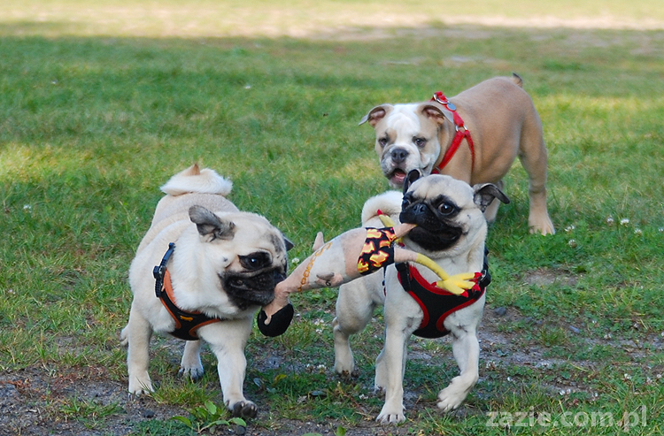 mops mopsy pugs Jesienne Warszawskie Spotkanie Mopsiarzy 2011 Forty Bema Miszur Kumok