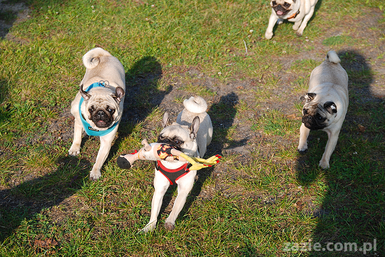 mops mopsy pugs Jesienne Warszawskie Spotkanie Mopsiarzy 2011 Forty Bema Miszur Kumok
