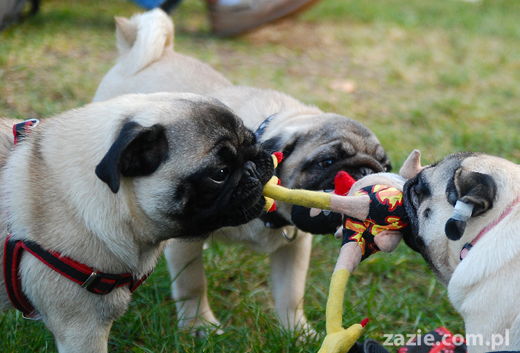 mops mopsy pugs Jesienne Warszawskie Spotkanie Mopsiarzy 2011 Forty Bema Miszur Kumok