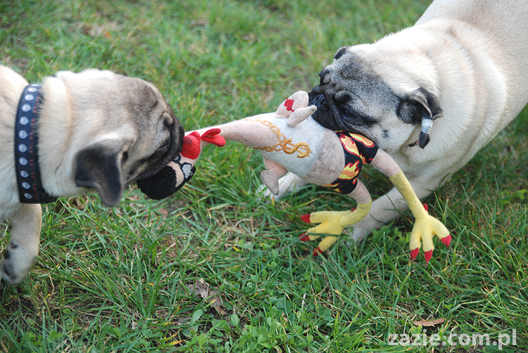 mops mopsy pugs Jesienne Warszawskie Spotkanie Mopsiarzy 2011 Forty Bema Miszur Kumok