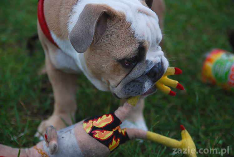 mops mopsy pugs Jesienne Warszawskie Spotkanie Mopsiarzy 2011 Forty Bema Miszur Kumok