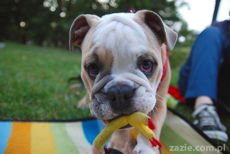 mops mopsy pugs Jesienne Warszawskie Spotkanie Mopsiarzy 2011 Forty Bema Miszur Kumok