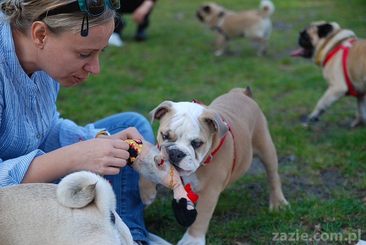 mops mopsy pugs Jesienne Warszawskie Spotkanie Mopsiarzy 2011 Forty Bema Miszur Kumok