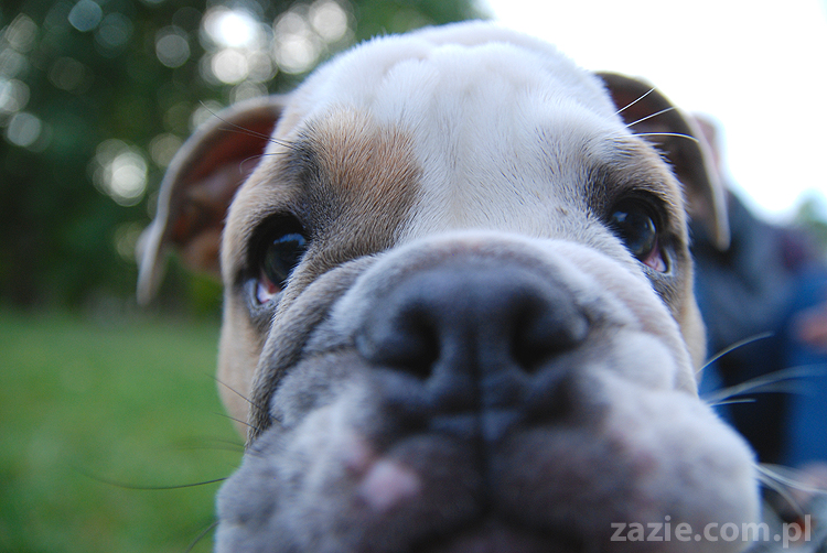 mops mopsy pugs Jesienne Warszawskie Spotkanie Mopsiarzy 2011 Forty Bema Miszur Kumok