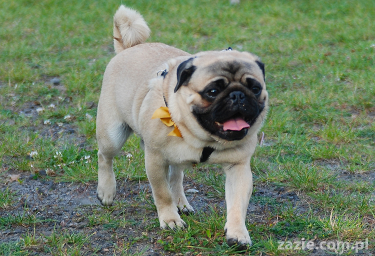 mops mopsy pugs Jesienne Warszawskie Spotkanie Mopsiarzy 2011 Forty Bema Miszur Kumok