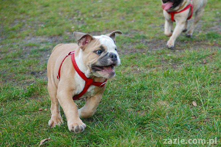 mops mopsy pugs Jesienne Warszawskie Spotkanie Mopsiarzy 2011 Forty Bema Miszur Kumok