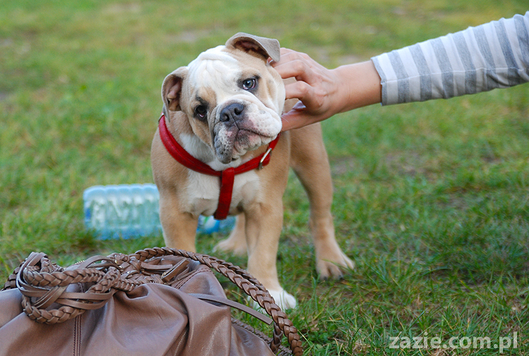 mops mopsy pugs Jesienne Warszawskie Spotkanie Mopsiarzy 2011 Forty Bema Miszur Kumok