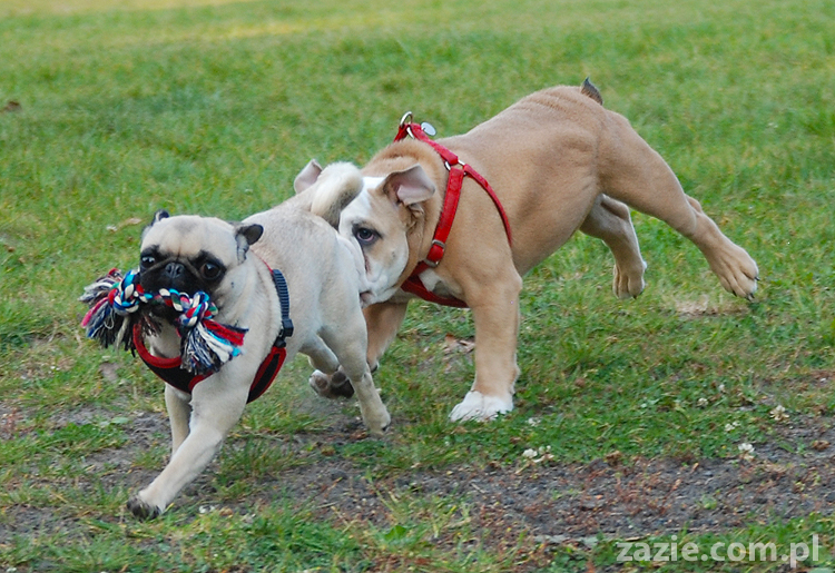 mops mopsy pugs Jesienne Warszawskie Spotkanie Mopsiarzy 2011 Forty Bema Miszur Kumok