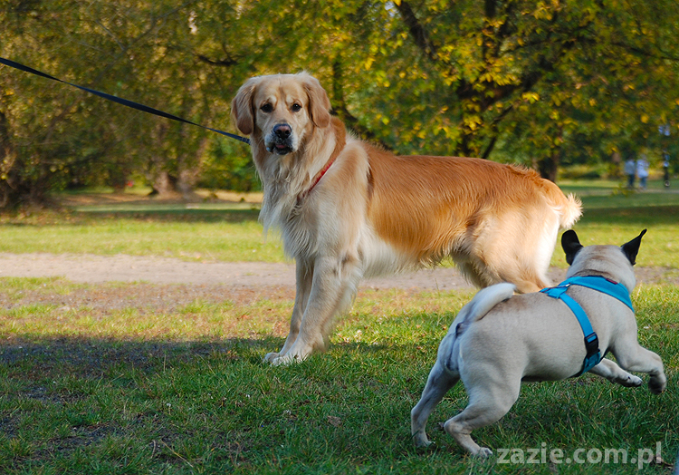 mops mopsy pugs Jesienne Warszawskie Spotkanie Mopsiarzy 2011 Forty Bema Miszur Kumok