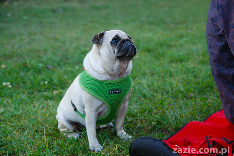 mops mopsy pugs Jesienne Warszawskie Spotkanie Mopsiarzy 2011 Forty Bema Miszur Kumok