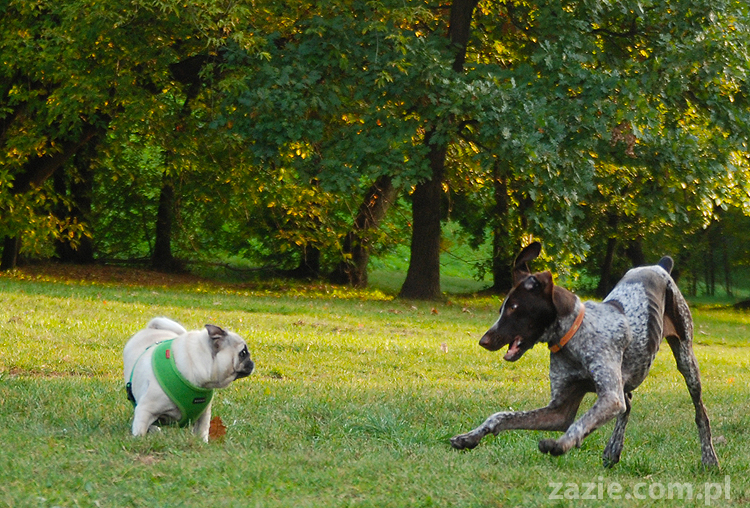 mops mopsy pugs Jesienne Warszawskie Spotkanie Mopsiarzy 2011 Forty Bema Miszur Kumok