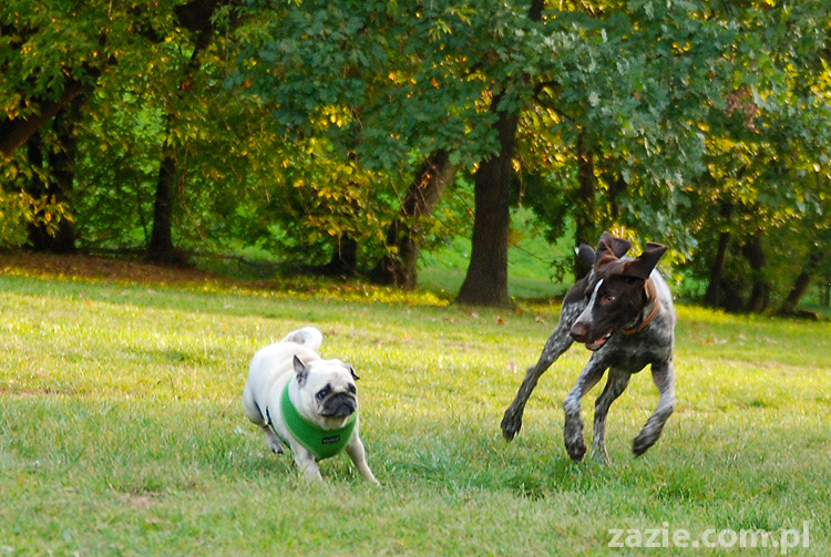 mops mopsy pugs Jesienne Warszawskie Spotkanie Mopsiarzy 2011 Forty Bema Miszur Kumok