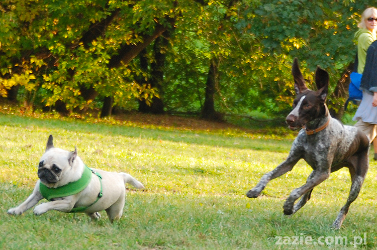 mops mopsy pugs Jesienne Warszawskie Spotkanie Mopsiarzy 2011 Forty Bema Miszur Kumok