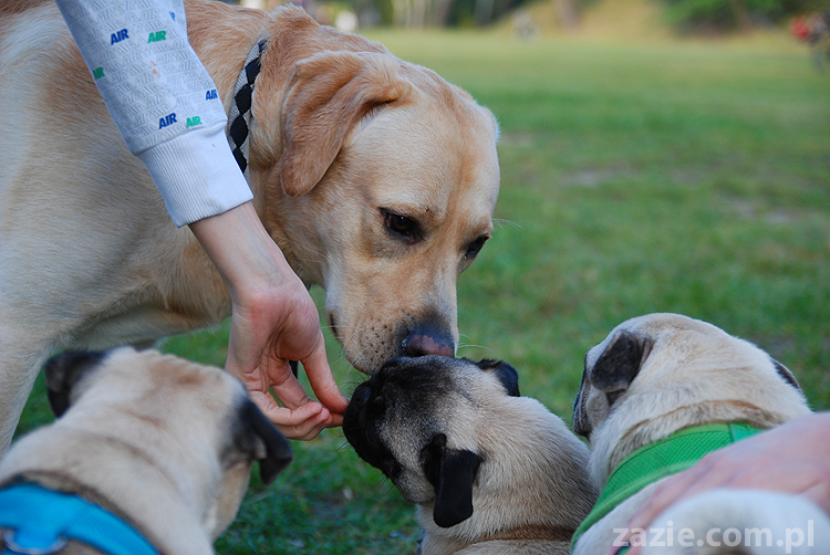 mops mopsy pugs Jesienne Warszawskie Spotkanie Mopsiarzy 2011 Forty Bema Miszur Kumok