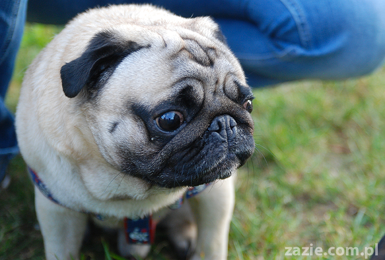 mops mopsy pugs Jesienne Warszawskie Spotkanie Mopsiarzy 2011 Forty Bema Miszur Kumok