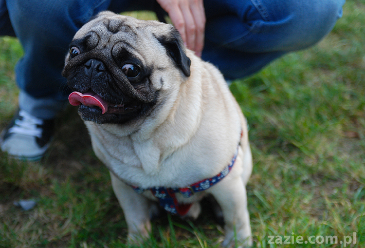 mops mopsy pugs Jesienne Warszawskie Spotkanie Mopsiarzy 2011 Forty Bema Miszur Kumok