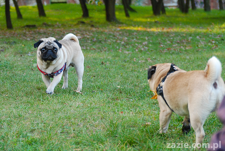 mops mopsy pugs Jesienne Warszawskie Spotkanie Mopsiarzy 2011 Forty Bema Miszur Kumok