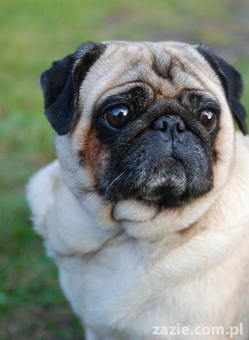 mops mopsy pugs Jesienne Warszawskie Spotkanie Mopsiarzy 2011 Forty Bema Miszur Kumok