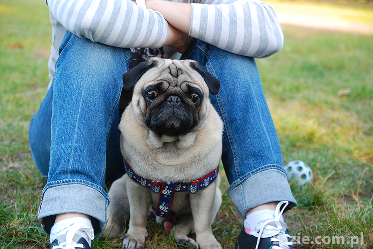 mops mopsy pugs Jesienne Warszawskie Spotkanie Mopsiarzy 2011 Forty Bema Miszur Kumok