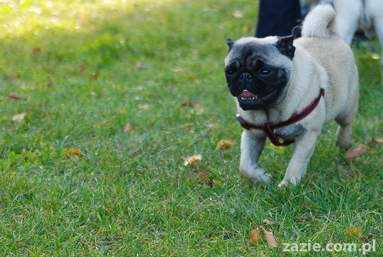 mops mopsy pugs Jesienne Warszawskie Spotkanie Mopsiarzy 2011 Forty Bema Miszur Kumok