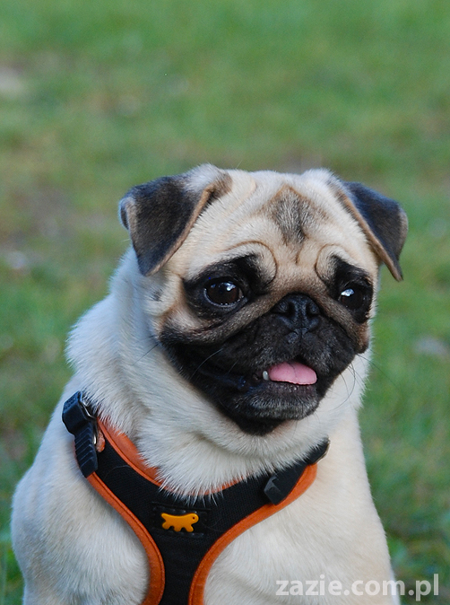 mops mopsy pugs Jesienne Warszawskie Spotkanie Mopsiarzy 2011 Forty Bema Miszur Kumok