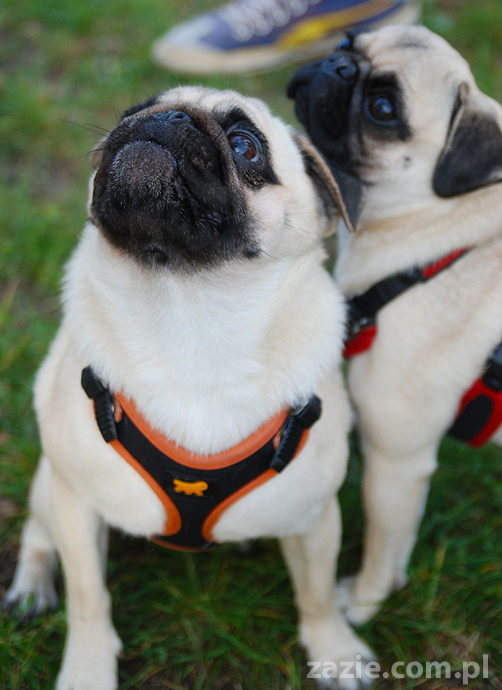 mops mopsy pugs Jesienne Warszawskie Spotkanie Mopsiarzy 2011 Forty Bema Miszur Kumok