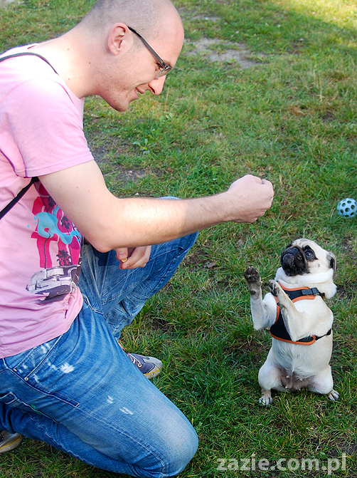 mops mopsy pugs Jesienne Warszawskie Spotkanie Mopsiarzy 2011 Forty Bema Miszur Kumok