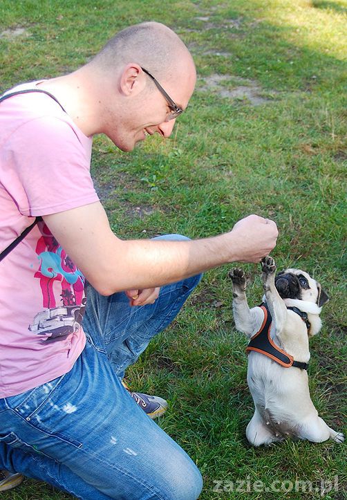 mops mopsy pugs Jesienne Warszawskie Spotkanie Mopsiarzy 2011 Forty Bema Miszur Kumok